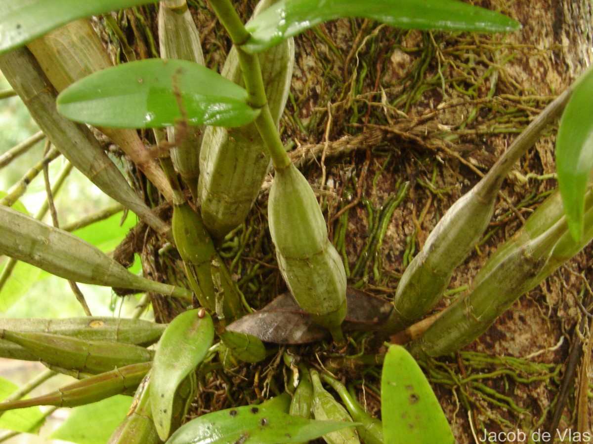 Dendrobium aphyllum (Roxb.) C.E.C.Fisch.